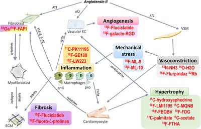 Positron Emission Tomography Techniques to Measure Active Inflammation, Fibrosis and Angiogenesis: Potential for Non-invasive Imaging of Hypertensive Heart Failure